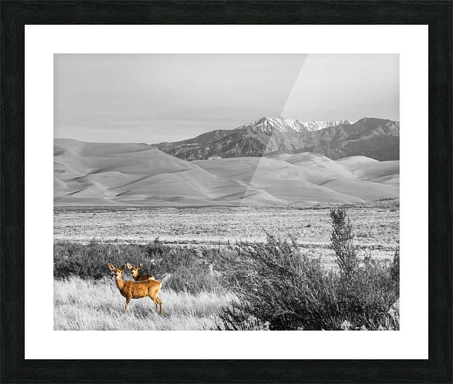 Great Colorado Sand Dunes Deer  Framed Print Print