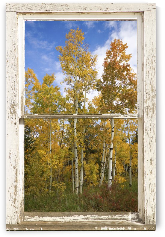 Colorado Autumn Aspens Nature Window View by Bo Insogna