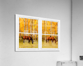 2 Horses Aspen Trees Whitewash Picture Window  Impression acrylique