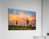 Saguaro Desert Life  Impression acrylique