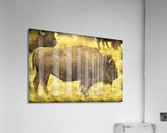 Bison  Impression acrylique
