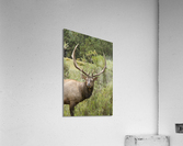 Bull Elk Eyes  Impression acrylique