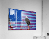 American Bald Eagle 3  Impression acrylique