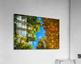 Autumns Radiant Canopy -  A Skyward View  Impression acrylique