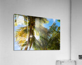 Reminiscent of a Tropical Paradise  Acrylic Print