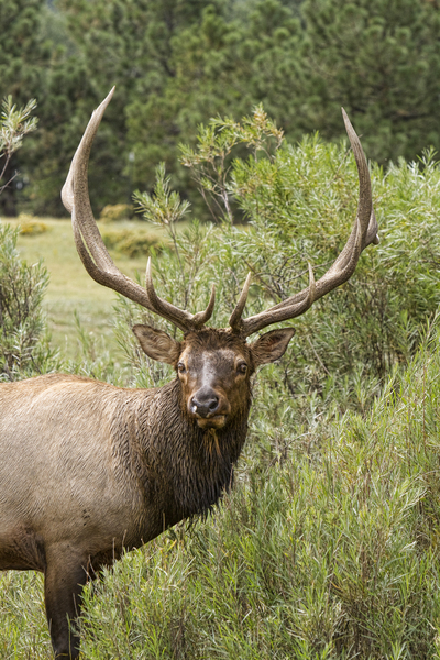 Bull Elk Eyes Téléchargement Numérique