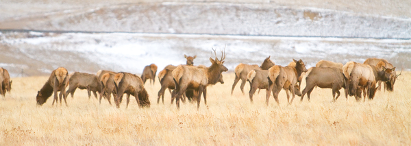 Elk Heard On The Rocky Mountain Foothills   Téléchargement Numérique