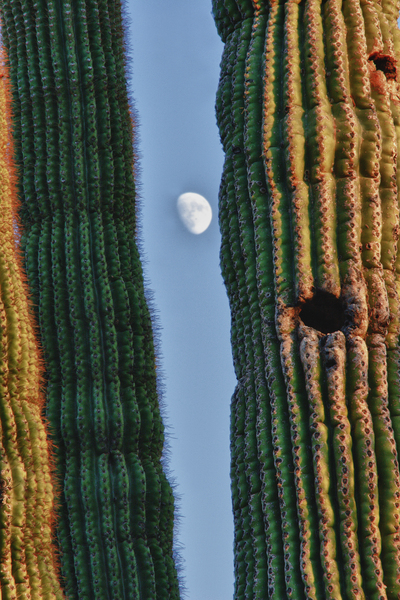  Southwest Saguaro Moon Digital Download