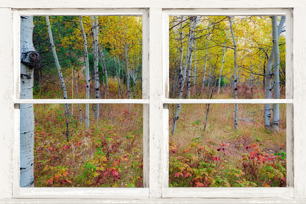Autumn Forest Delight Rustic Window View Téléchargement Numérique