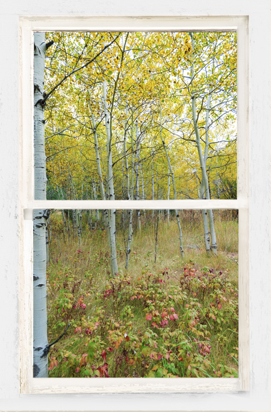 Forest Delight  White Window View Téléchargement Numérique