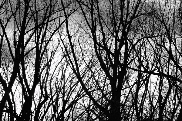 Tree Branches Into The Night Téléchargement Numérique