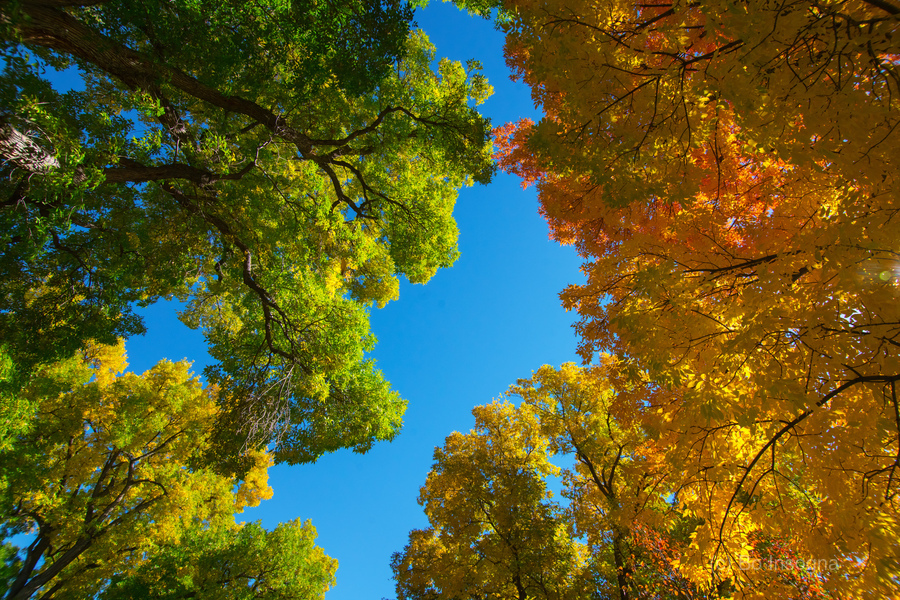 Autumns Radiant Canopy -  A Skyward View  Print