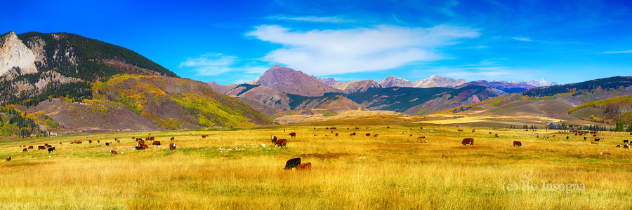 Cattle Grazing Autumn Panorama  Imprimer