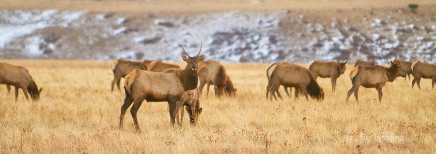 Elk Heard Colorado Foothills Plains Panorama  Print