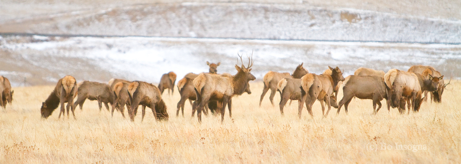 Elk Heard On The Rocky Mountain Foothills    Print