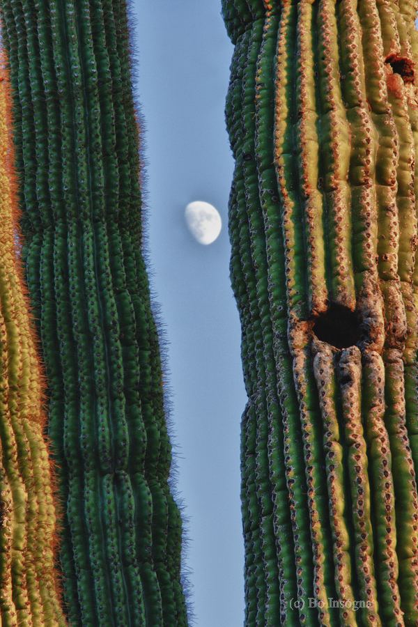  Southwest Saguaro Moon  Print