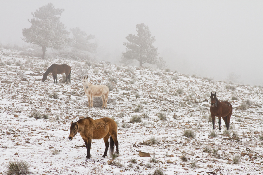 Rocky Mountain Horses Snow Fog  Print