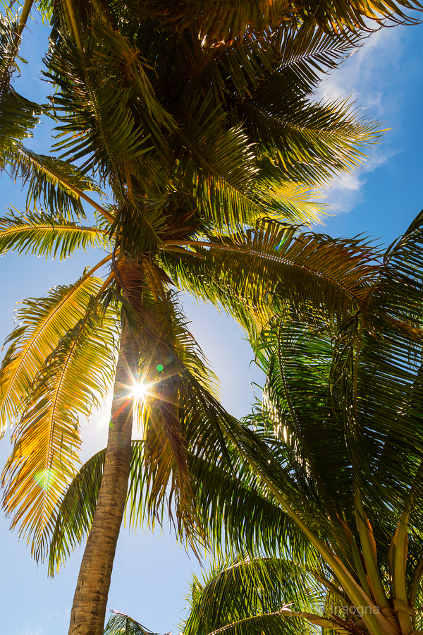 Sunshine and  Tall Palm Trees Extends Towards the Sky  Print