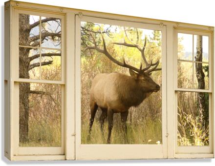 Bull Elk Window View  Impression sur toile