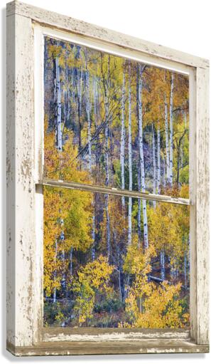 Aspen Autumn Magic White Window  Canvas Print