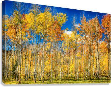 colorful colorado autumn aspen trees  Canvas Print