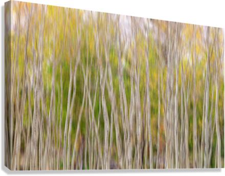 Forest Twist and Turns In Motion  Impression sur toile