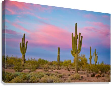 Southwest Desert Spring  Impression sur toile