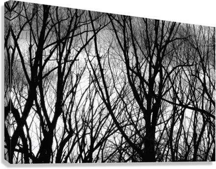 Tree Branches Into The Night  Impression sur toile