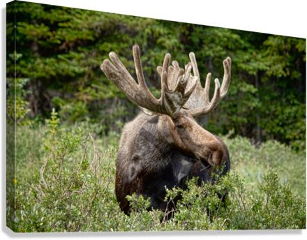 Moose Be Too Cool  Impression sur toile