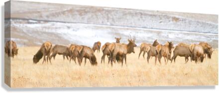 Elk Heard On The Rocky Mountain Foothills    Canvas Print