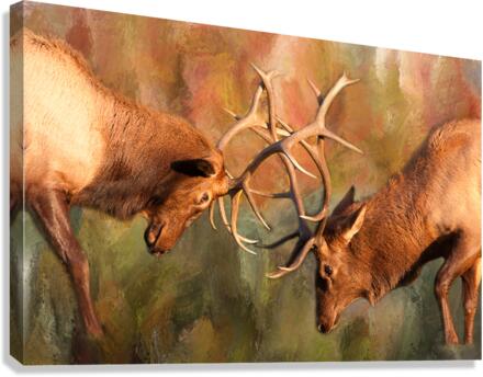 Bull Elk Sparring In The Mix  Canvas Print