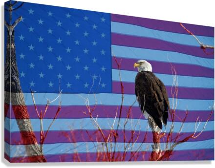 American Bald Eagle 3  Impression sur toile