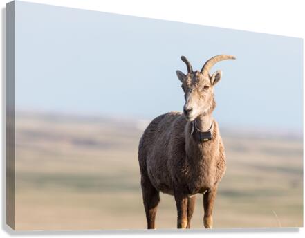 Badlands Bighorn A Glimpse of Audubons Majestic Sheep  Canvas Print