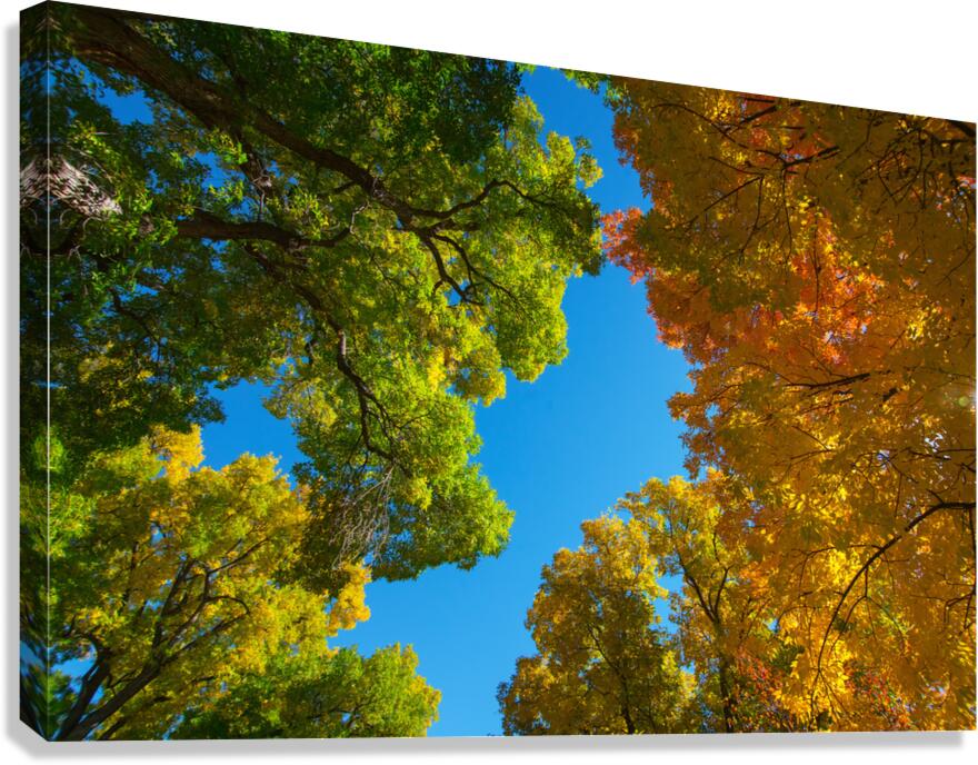 Autumns Radiant Canopy -  A Skyward View  Impression sur toile