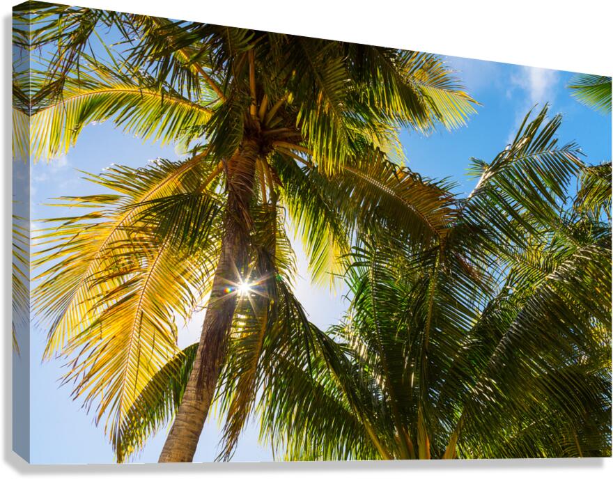 Reminiscent of a Tropical Paradise  Canvas Print