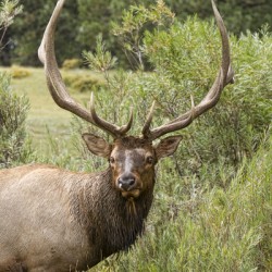 Bull Elk Eyes