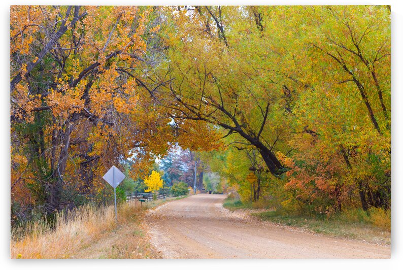 Autumns Enchantment - The Country Road Canopy by Bo Insogna