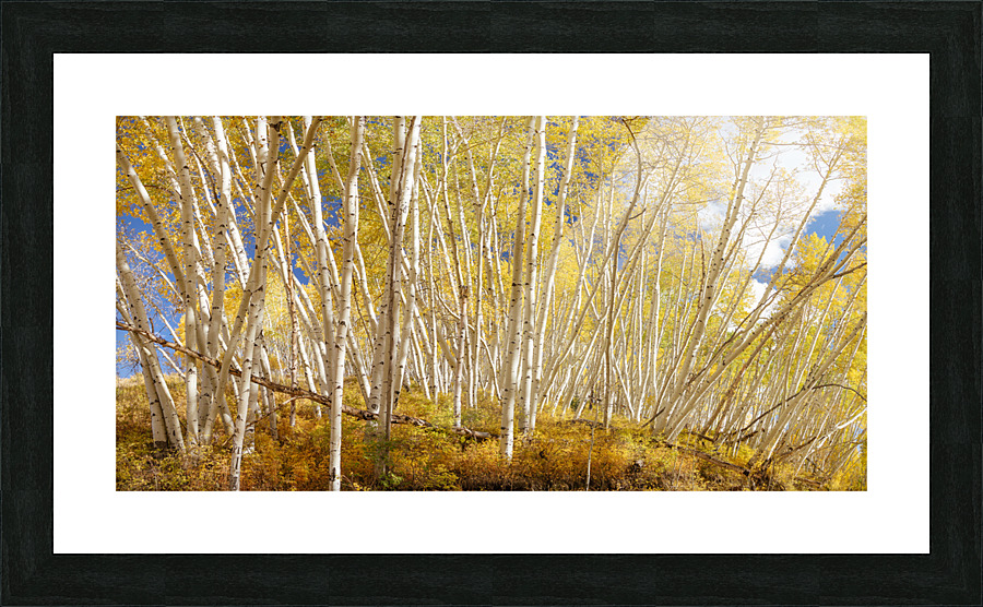 Golden Forest Fantasy  Framed Print Print