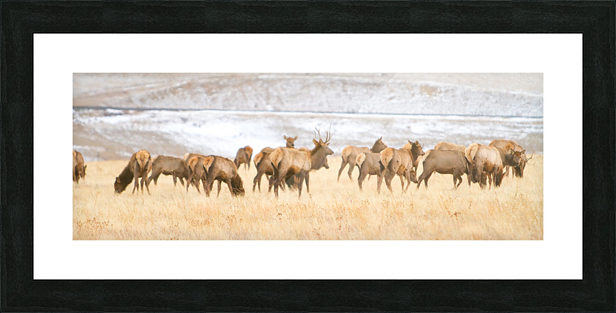 Elk Heard On The Rocky Mountain Foothills    Framed Print Print