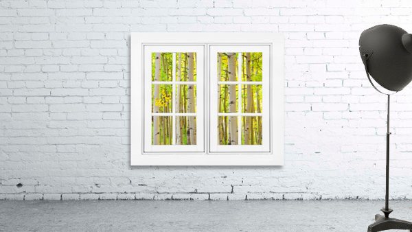 Aspen Forest White Picture Window Frame View by Bo Insogna