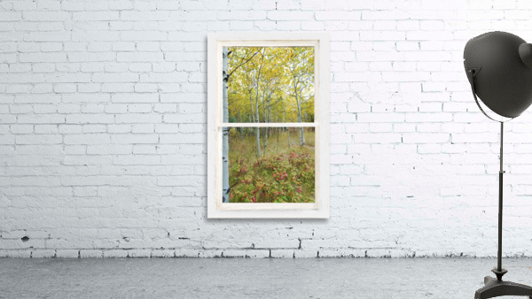 Forest Delight  White Window View by Bo Insogna
