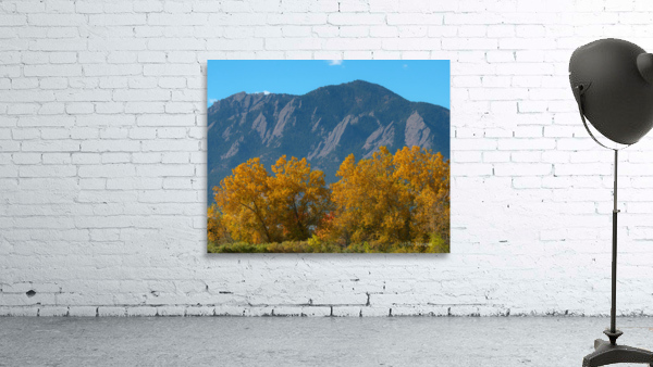 Boulder Flatirons Mighty Cottonwood Trees by Bo Insogna