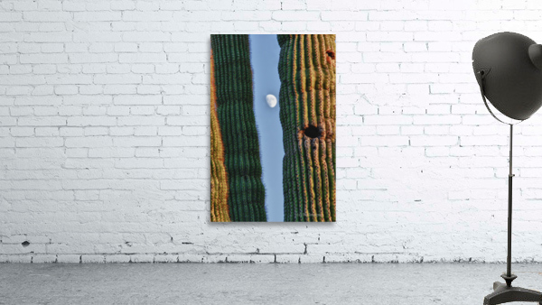  Southwest Saguaro Moon by Bo Insogna