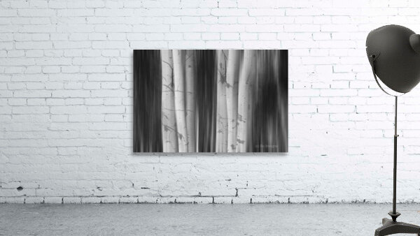 Aspen Tree Colonies Dreaming BW by Bo Insogna