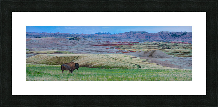 The Majestic Bison -  Roaming the Colorful Badlands of SD  Framed Print Print