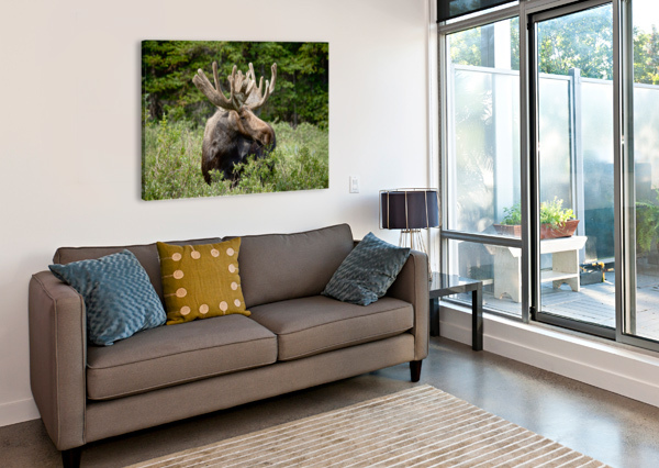 MOOSE BE TOO COOL BO INSOGNA  Canvas Print