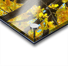 Golden Giggles   When Autumn Leaves Steal the Spotlight Acrylic print