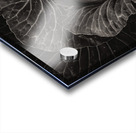 Whispers of the Garden A Monochromatic Cabbage Study Acrylic print