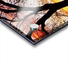 Colorado Sunset with Twin Peaks and Tree Silhouette Acrylic print