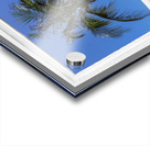 Palm Tree Tropical Window View Acrylic print